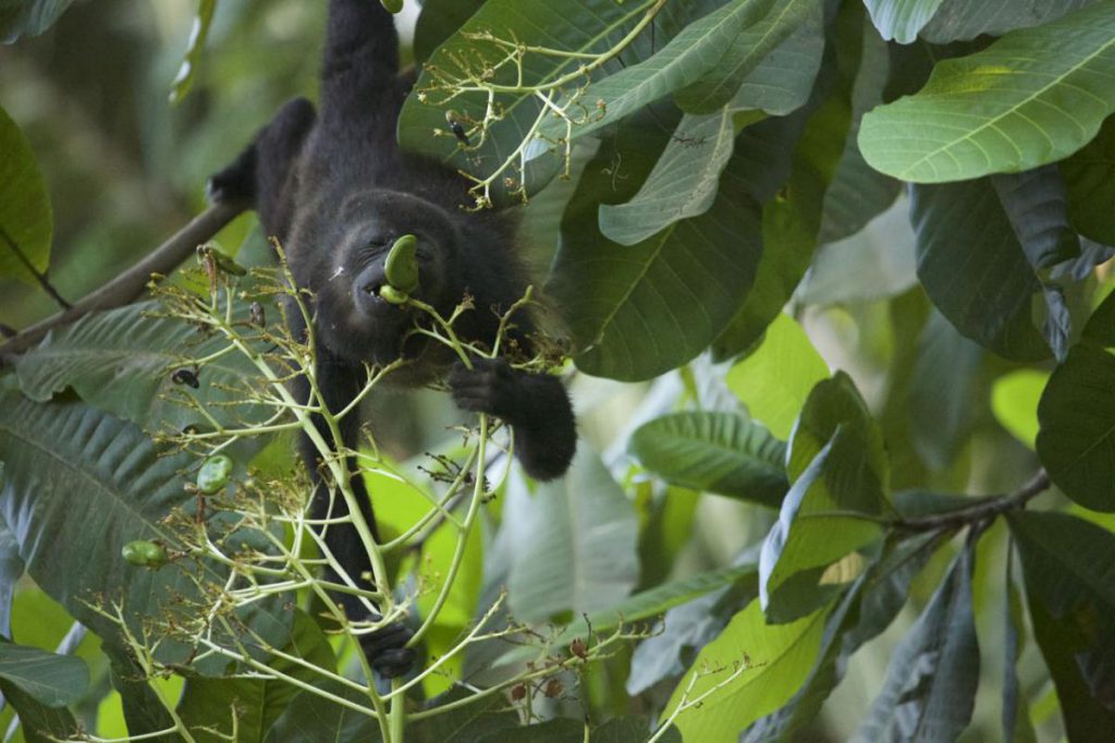 Brüllaffen, Costa Rica