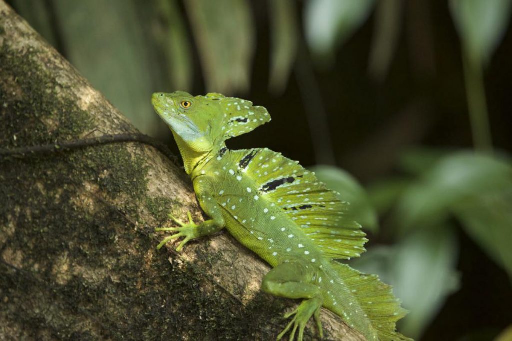 Tortuguero Nationalpark